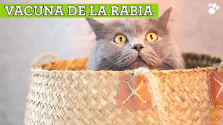 Vacunas para gatos: cuáles y cuándo ponerlas by Tiendanimal 2,282 views 3 years ago 58 seconds