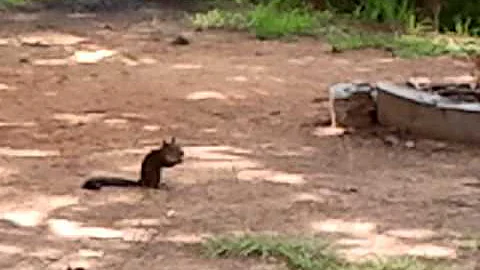 squirrel fishing