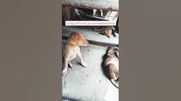 Unconditional Love 💕💕 Need to adopt Comment #youtubeshorts #shortsvideo #dog