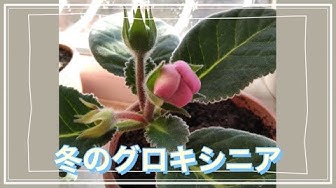 グロキシニア Youtube グロキシニア Youtube