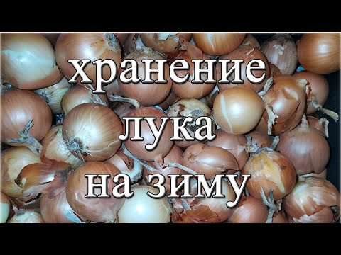 Как хранить лук