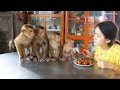 Four Obedient Monkey Very Surprise &amp; Waiting Mom Feed Strawberry Fruit