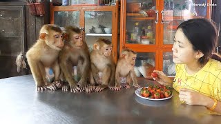 Four Obedient Monkey Very Surprise &amp; Waiting Mom Feed Strawberry Fruit