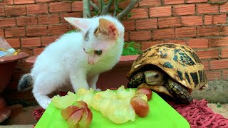 Two-color-eyed cat helps dad feed the tortoise with fruit so sweet by Lan and Lieu 305 views 2 years ago 3 minutes, 24 seconds