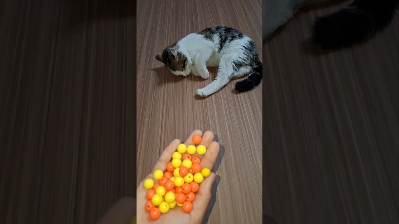 Cat Bella Beads 🌈🌸Reverse video