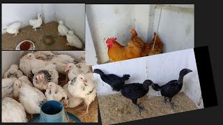 LIGHT SUSSEX I AYAM CEMANI I WHITE SILKIES I G olden Buff I HEAVY COCHINS