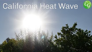 In today's video we look at the heat wave of 2018 and its aftermath on
california garden. temperatures southern reached 117 degrees the...