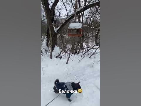 Мистер Пиклс и 🐿️ белка - YouTube