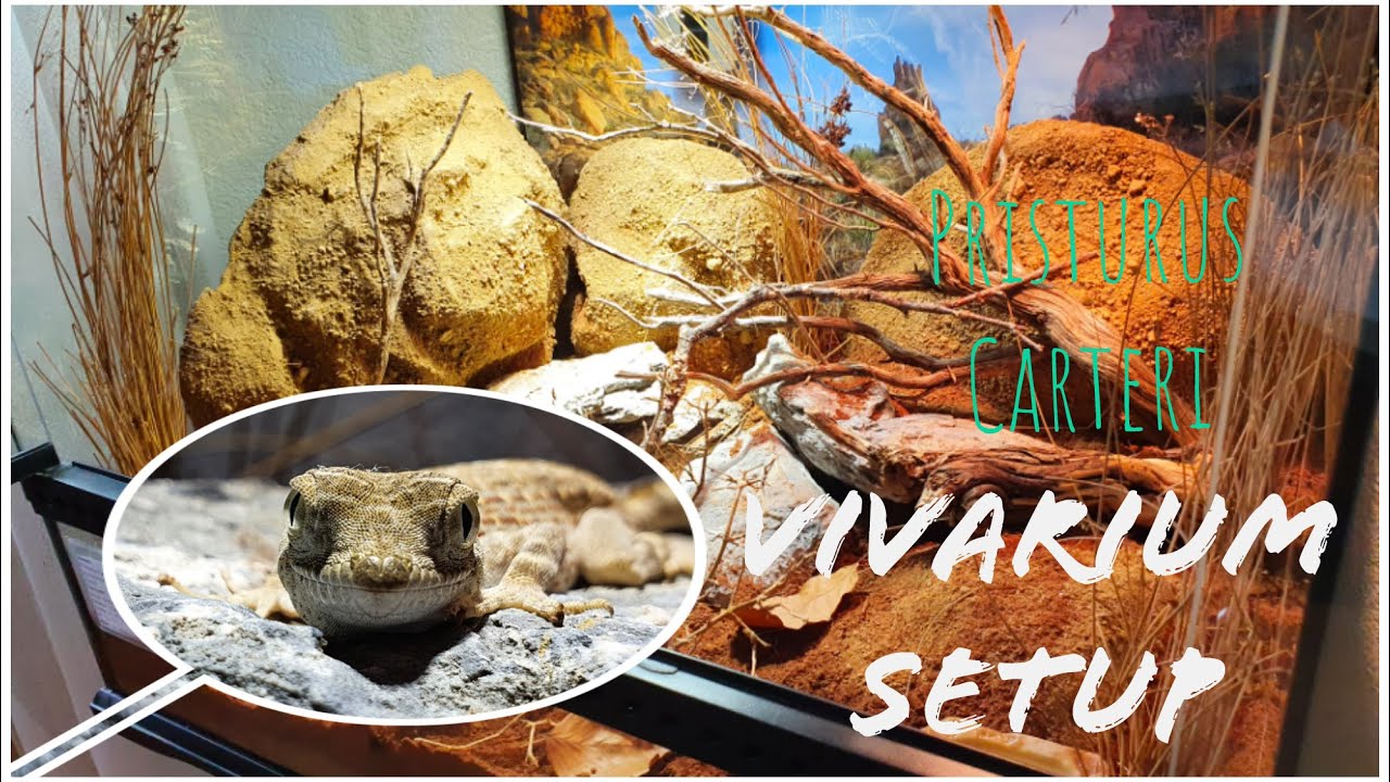 Oman Desert Vivarium Setup | Scorpiontailed Gecko
