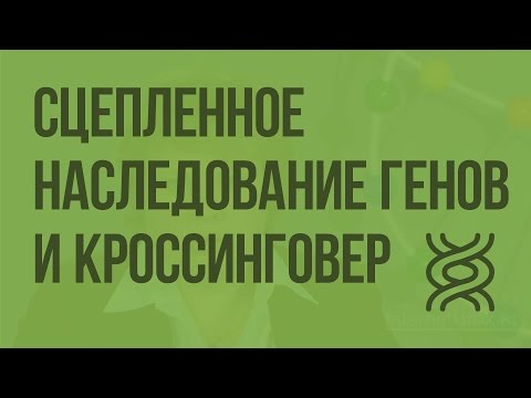 Видео: Происходит ли кроссинговер в несцепленных генах?