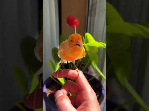 Canary singing on my hand