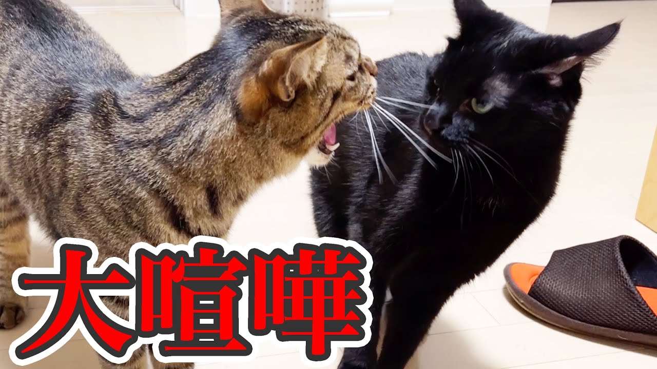 大喧嘩】2人の関係が、最悪な状態になってしまいました… - YouTube