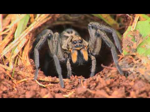 Vidéo: Les araignées trochosa sont-elles vénéneuses ?