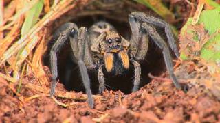 Wolf spider hole in the lawn