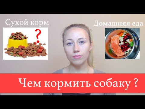 Как кормить собаку.