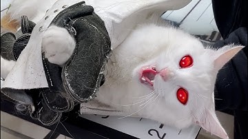 angry cat going crazy 😡