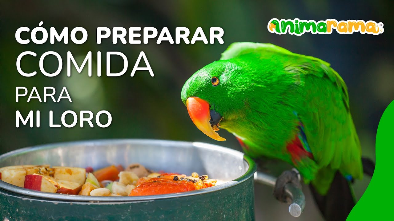 compañerismo medio Refinería Cómo preparar comida para mi loro | ¿Qué comen los loros? | Alimentación de  loros - YouTube