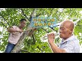 王刚老家核桃树丰收百斤，爬树打点清香的鲜核桃给家人吃(请打开cc字幕看字幕)