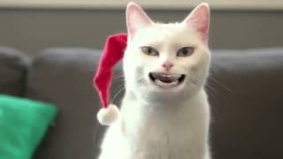 !Кот поёт песню !Кот поёт песню