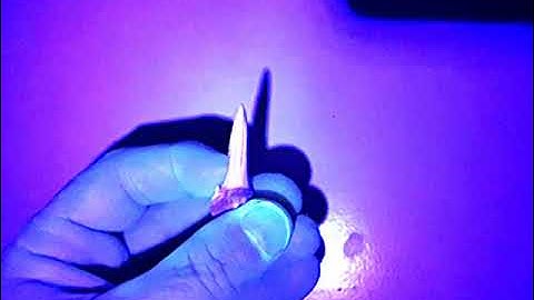 Fossil Sandtiger shark tooth under UV light