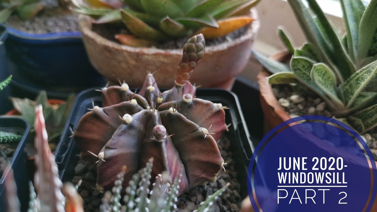 (Succulents+Cacti)June 2020 - Part 2 Windowsill Tour