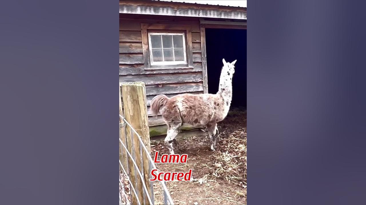 Cute Lama Got Scared ।shorts ।youtubeshorts ।ytshorts ।viralshorts
