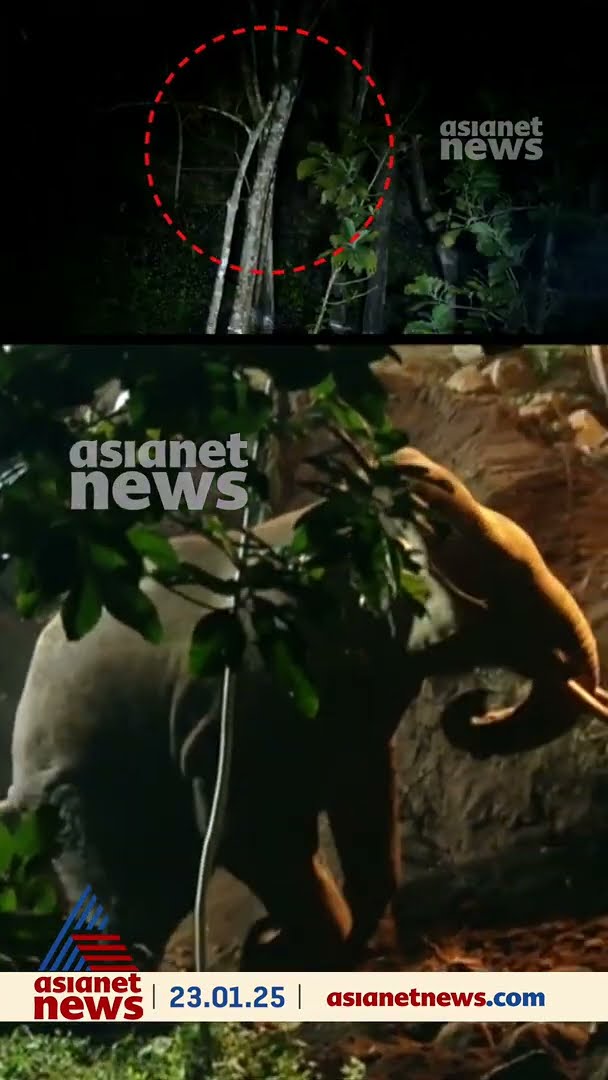 കേറി വാടാ മോനെ...20 മണിക്കൂർ കിണറിൽ, ഒടുവിൽ കാട്ടാന കരയിലേക്ക്