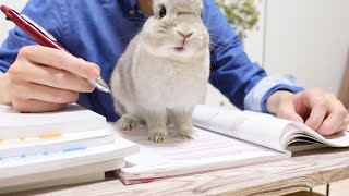 資格勉強中の飼い主ｖｓ遊んでほしくて存在をアピールするうさぎさん