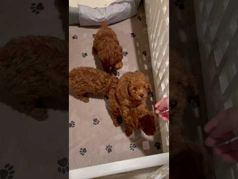 Для Чего Родился…#puppy #viralvideo #shortvideos #youtube #trendingshorts #cute #goldendoodle #trend
