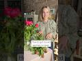 Petals &amp; Roots, Episode 10: How to get closed peonies to open