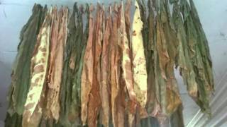 How to Grow Tobacco - What happened to part 11?