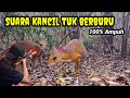 Suara pikat kancil hutan sangat ampuh untuk berburu & pikat @dskicaumania6538