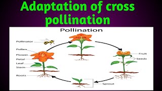 Adaptation of cross pollination || Unisexuality || Dichogamy || heterostyly || herkogamy