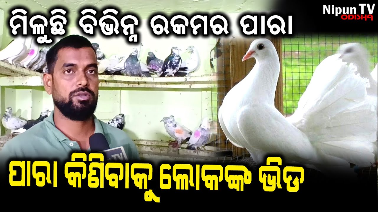 ମିଳୁଛି ବିଭିନ୍ନ ରକମର ପାରା ପାରା କିଣିବାକୁ ଲୋକଙ୍କ ଭିଡ || Pigeon Shop in Bhubaneswar || Nipun TV Odisha