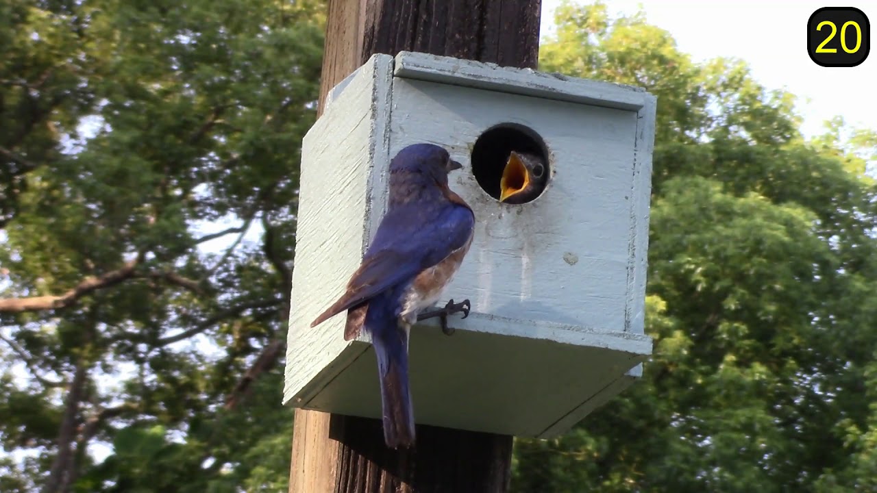 camera iphone 8 plus apk Baby Bluebirds Growing Up