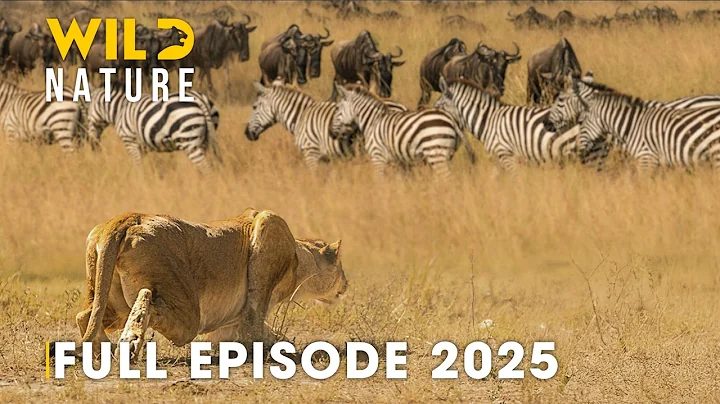 WOODLANDS OF SERENGETI | Predators Lurk in the Green Fringe #wildanimals | Wild Nature thumbnail