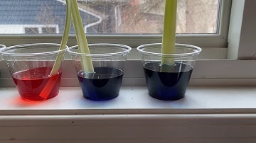 Color Changing Celery