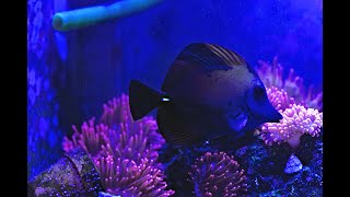 How I treat ich in the main display reef tank 4K