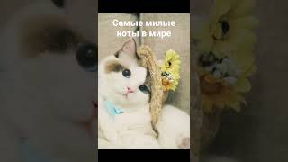 Самые Мылые Коты В Мире #Рек #Реки #Рекомендации