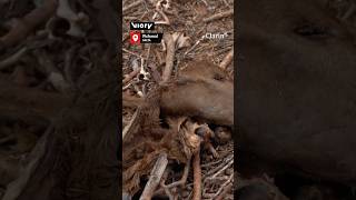 Pichanal en alerta por la fuga de gas que afectó a la fauna y la vegetación