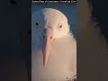 Royal Albatross - TF falls asleep ! 💙👑😅 #RoyalCam