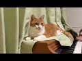 猫がどっか行ったら演奏即終了の巻。