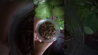 "Дикая кухня", чай и лакомство из одуванчиков