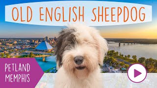 Old English Sheepdog Fun Facts by Petland Memphis 31 views 3 months ago 1 minute