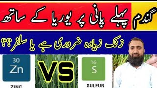 Use of Zinc or Sulfur with Urea at first irrigation in Wheat ||Bilal Kanju Official