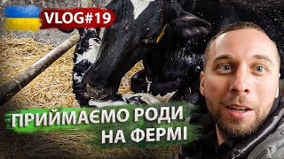 Ферма ВРХ. Як дояться і теляться наші корови. Чи встигну на отелення корови ? VLOG #19