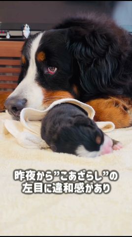 【生後間もない異變】バーニーズの赤ちゃんの左目の腫れに氣づき病院へ驅け込みました💦