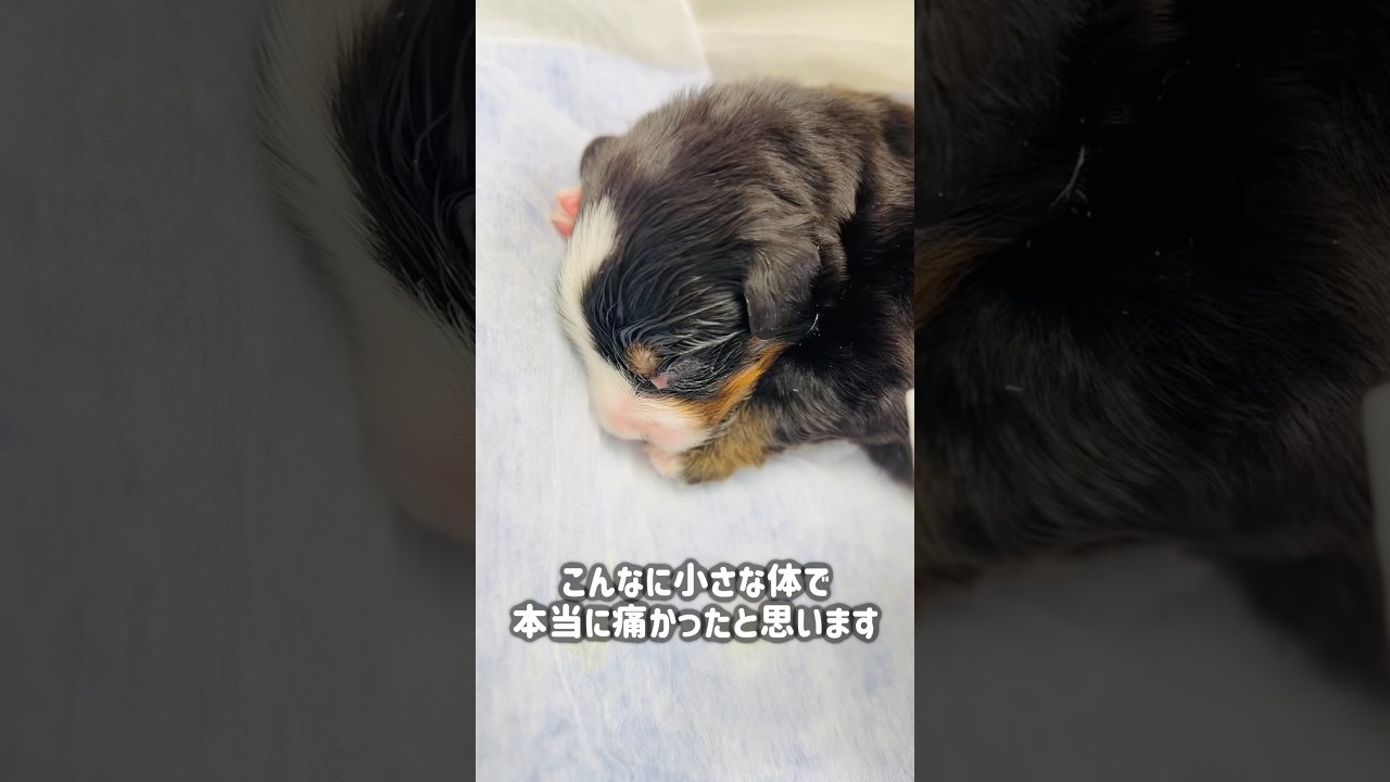 【生後間もない異変】バーニーズの赤ちゃんの左目の腫れに気づき病院へ駆け込みました💦