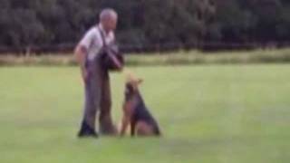 For Sale En Venta Zum Verkauf Airedale Terrier Ipo 1, German Champion