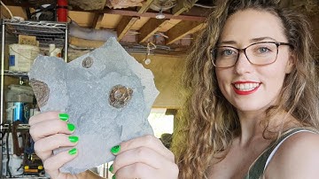 Fossil Friday - Iridescent Crushed Ammonite Fossils